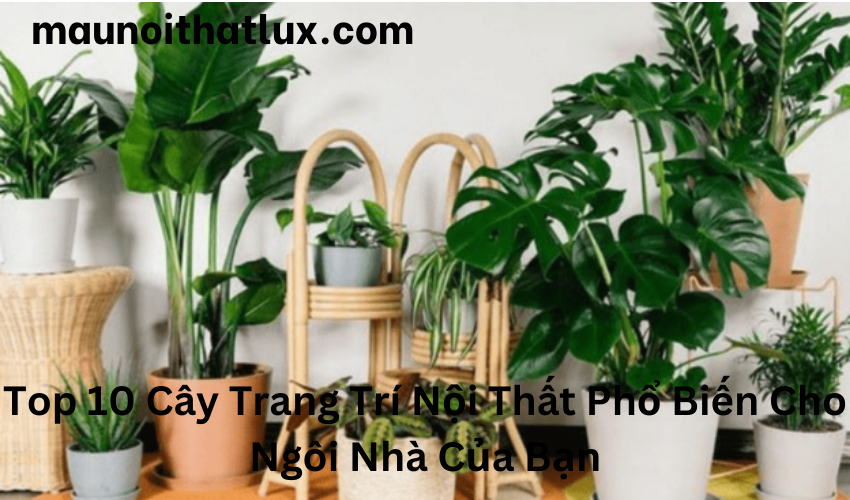 Read more about the article Top 10 Cây Trang Trí Nội Thất Phổ Biến Cho Ngôi Nhà Của Bạn